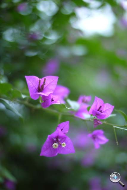 F0.95 大光圈！福倫達 Nokton 25mm F0.95 試玩