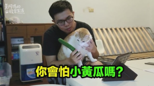 台灣貓奴實測：喵星人係咪真係怕咗青瓜？ - ePrice.HK 流動版