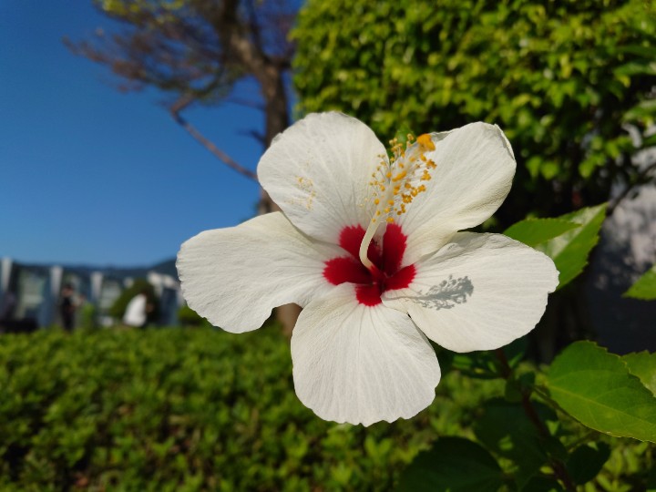 From Xperia Pro I